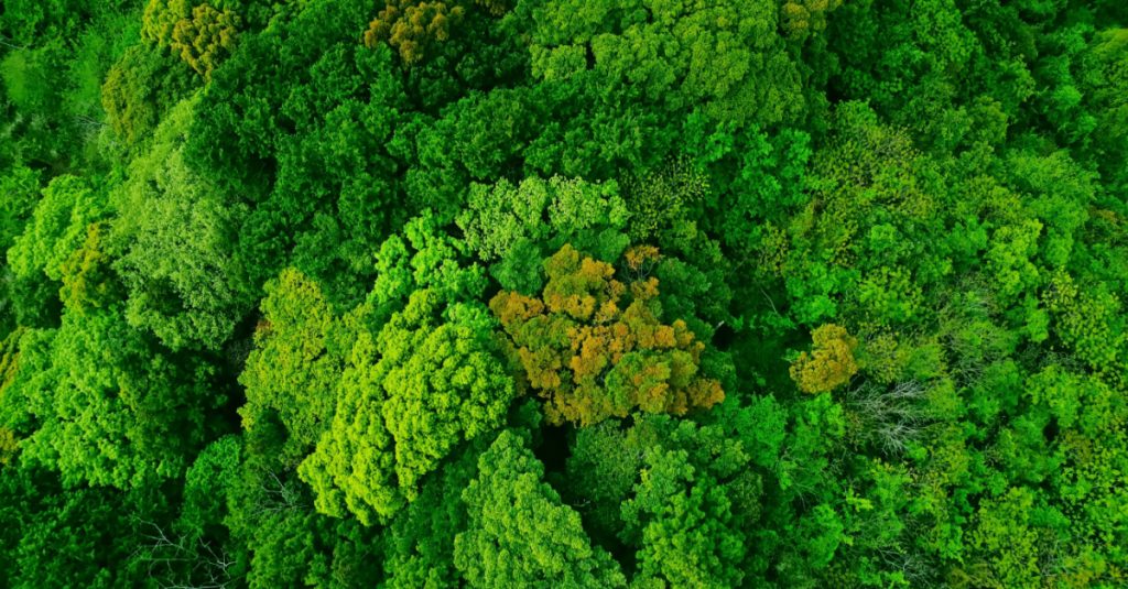 supply chain decarbonization